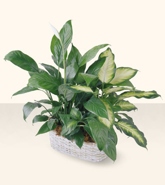 Spathiphyllum and Dieffenbachia
